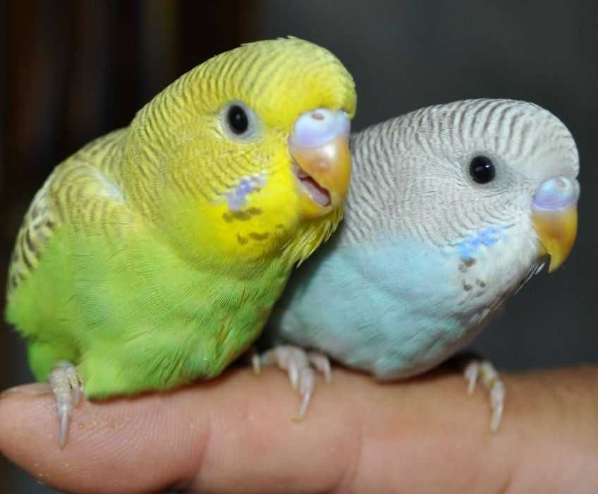 Молодые волнистые попугайчики
