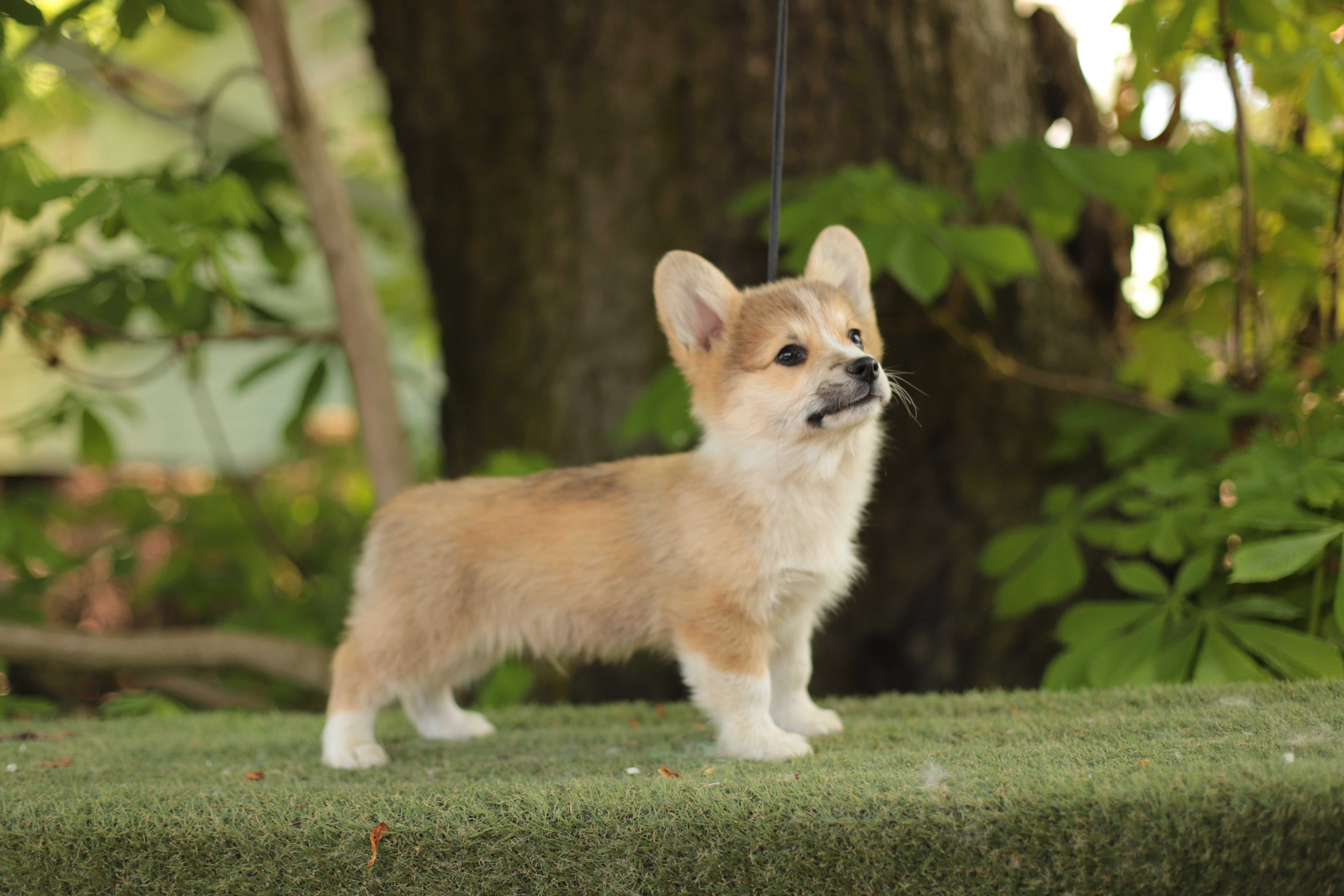 Welsh corgi Pembroke szczeniak piesek