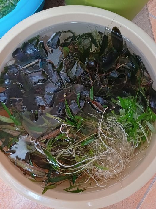 Rośliny z przycinki