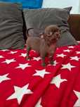 Miniaturowa czekoladowa mini dziewczynka chihuahua.