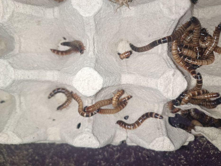 Личинки зофобаса, зоофобас