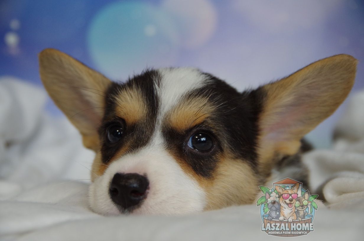 Welsh Corgi Cardigan suczka DO ODBIORU