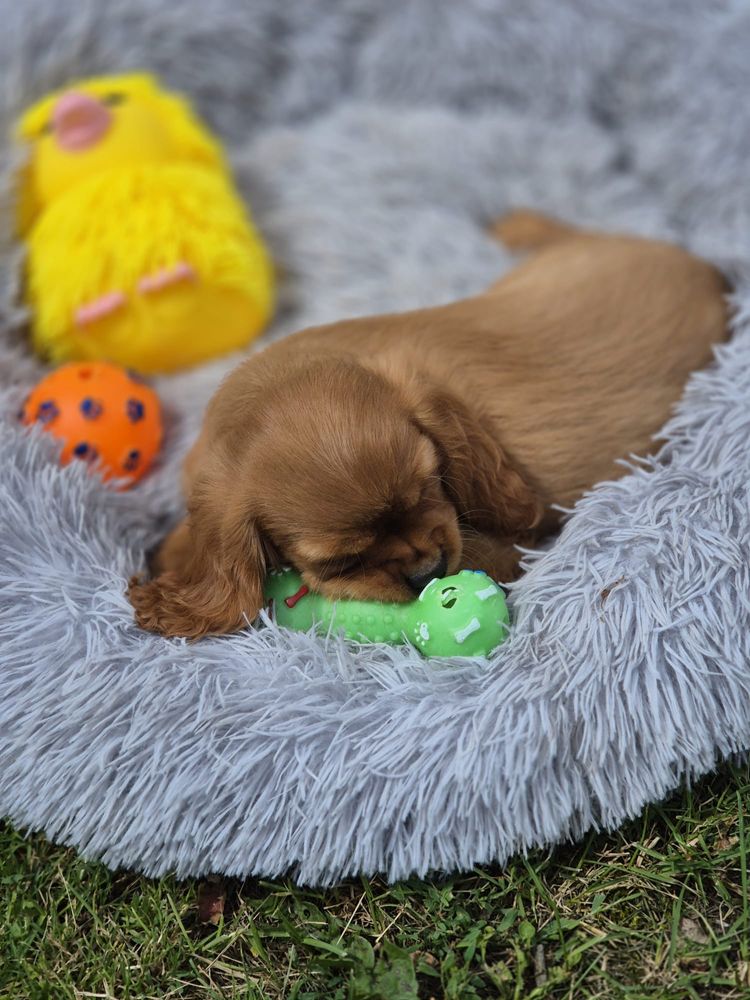 Cavalier ruby rudy piękny szkolenie wyprawka rodowod