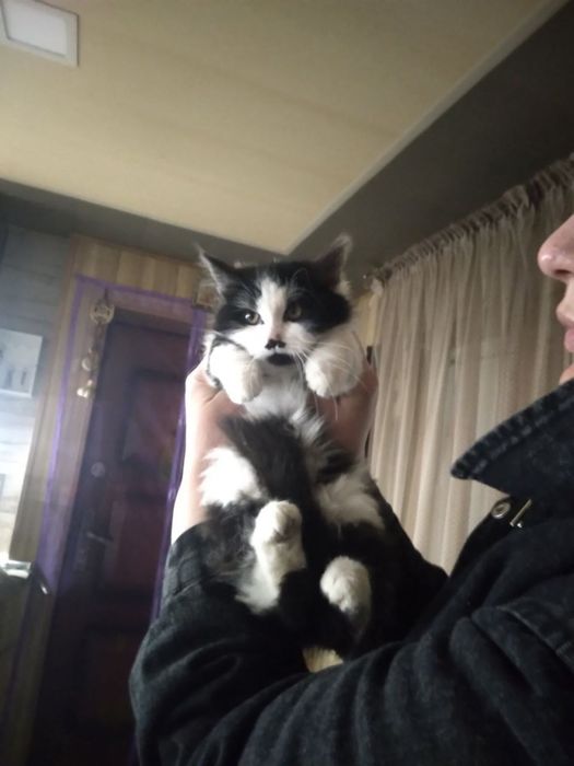 Отдам котят в хорошие руки, осталось два мальчика