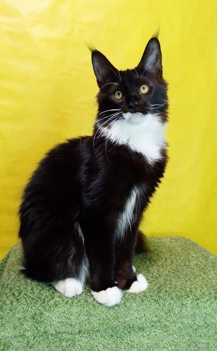 Крупный котёнок Мейн -кун в окрасе n 03