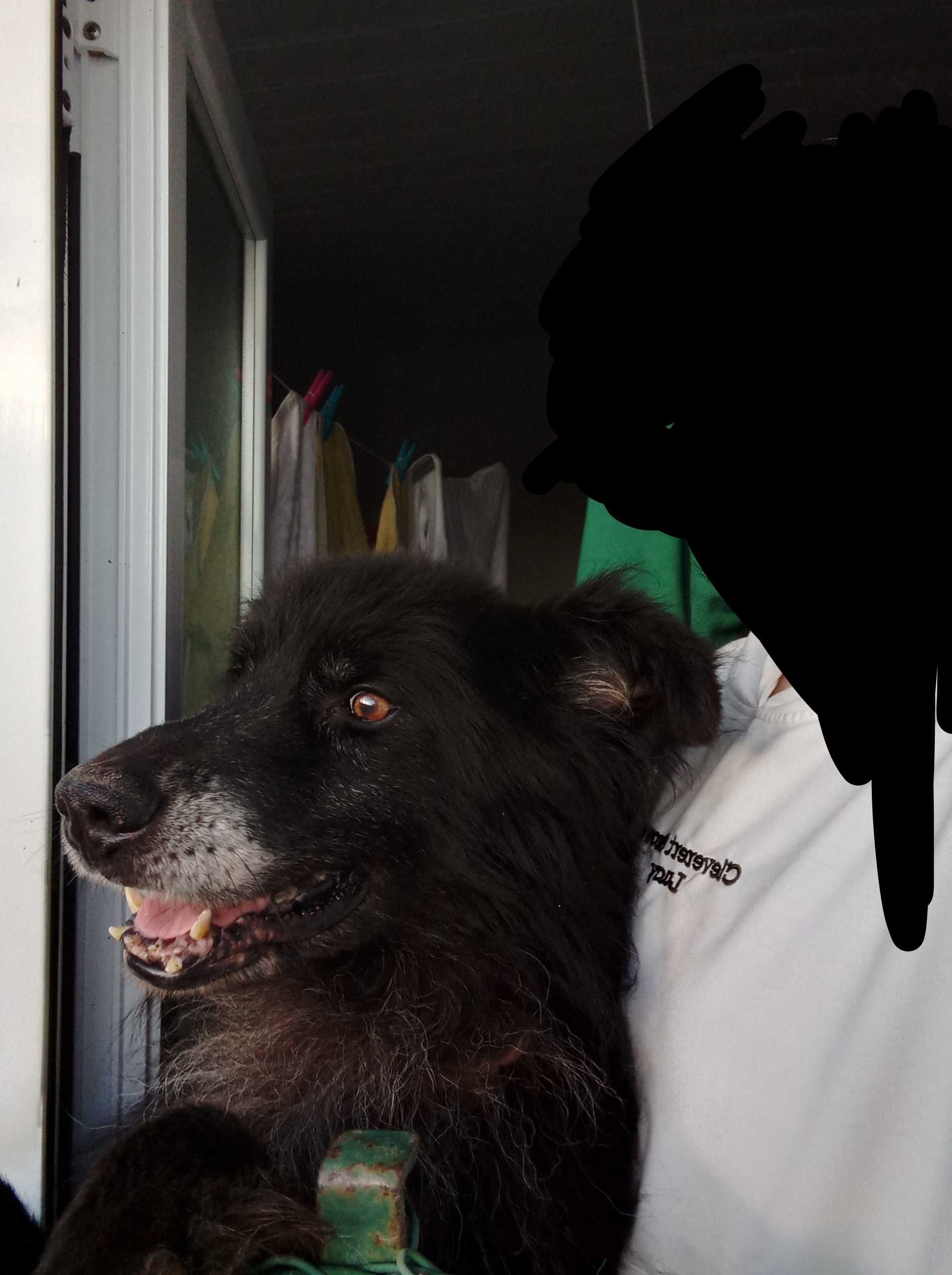 Dois cães para adoção