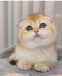 Menina Scottish Fold Golden Shorthair