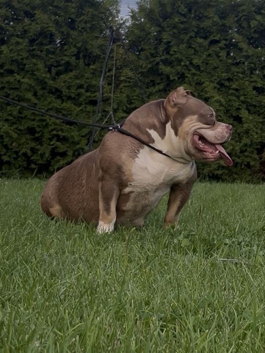 Anerican Bully ABKC pocket