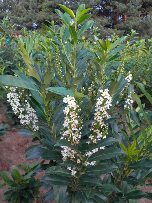 Laurowiśnia wschodnia! Sadzimy! 180+cm! Novita! Elly! Rotundifolia!