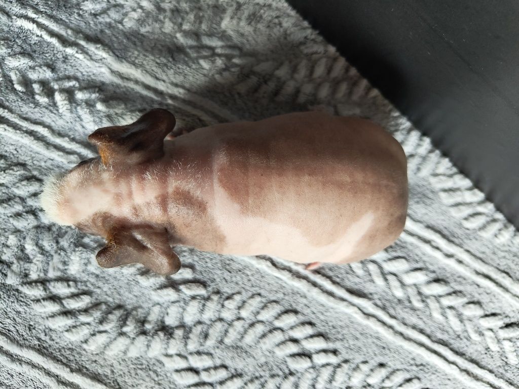 Dwa samce, świnki skinny, cavia domowa