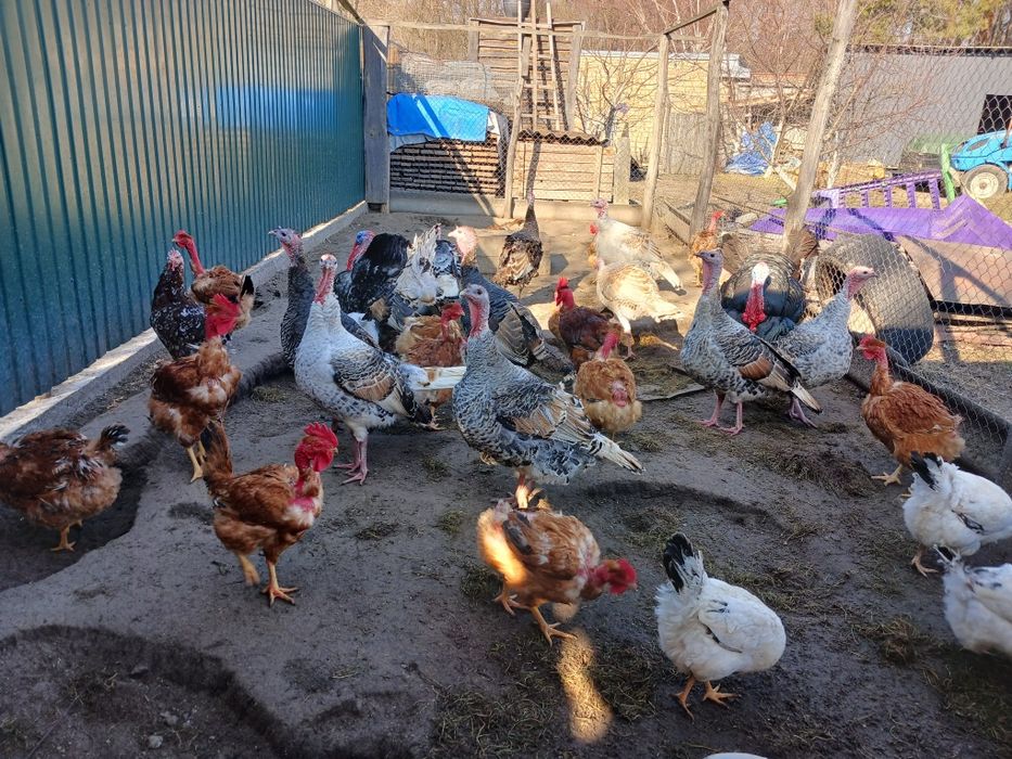 Яйце індика інкубація