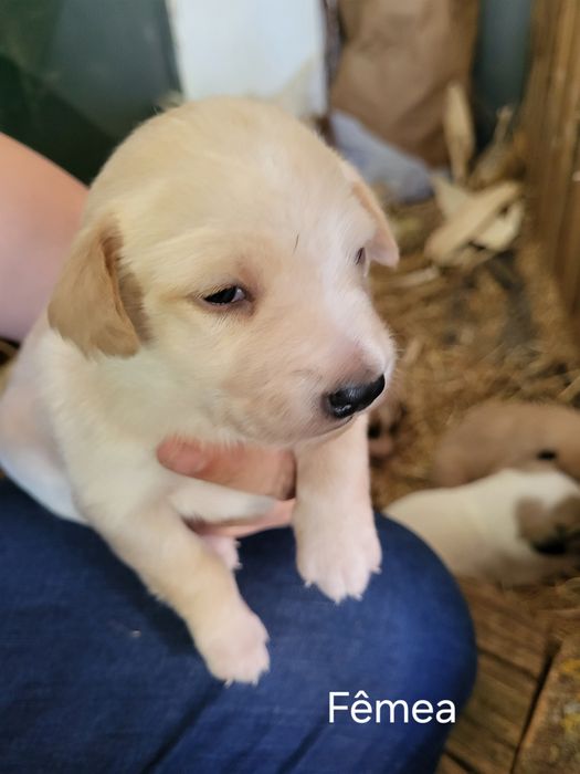 Cães bebé para adopção