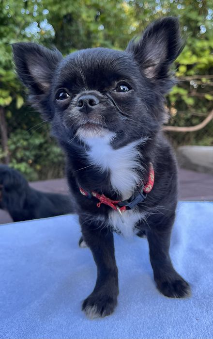 Chihuahua suczka ZKwP/FCI
