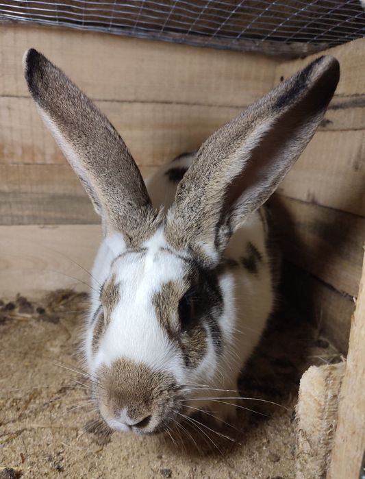 Продам молодую кролицу