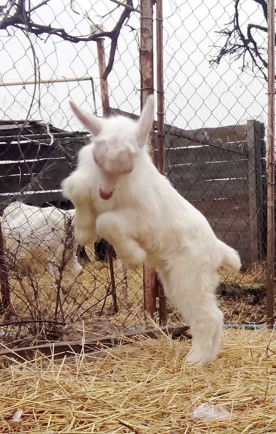 Продам козликів, козлят