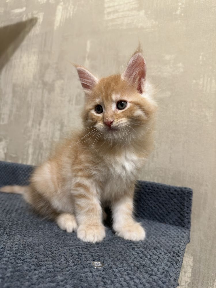 Котенок мейн-кун рыжий
