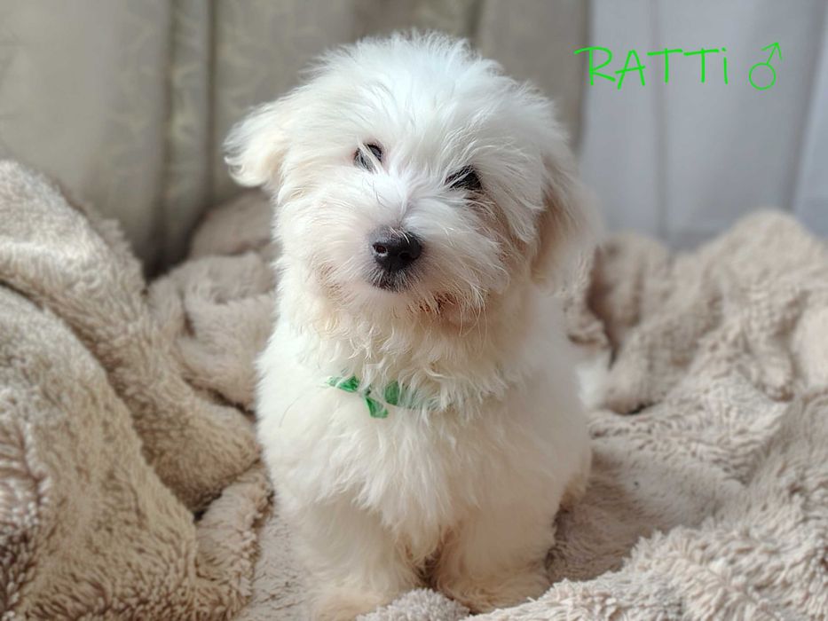 Zarezerwowany SAMIEC RATTI Coton De Tulear szczenię ZHPR UCI Kraków