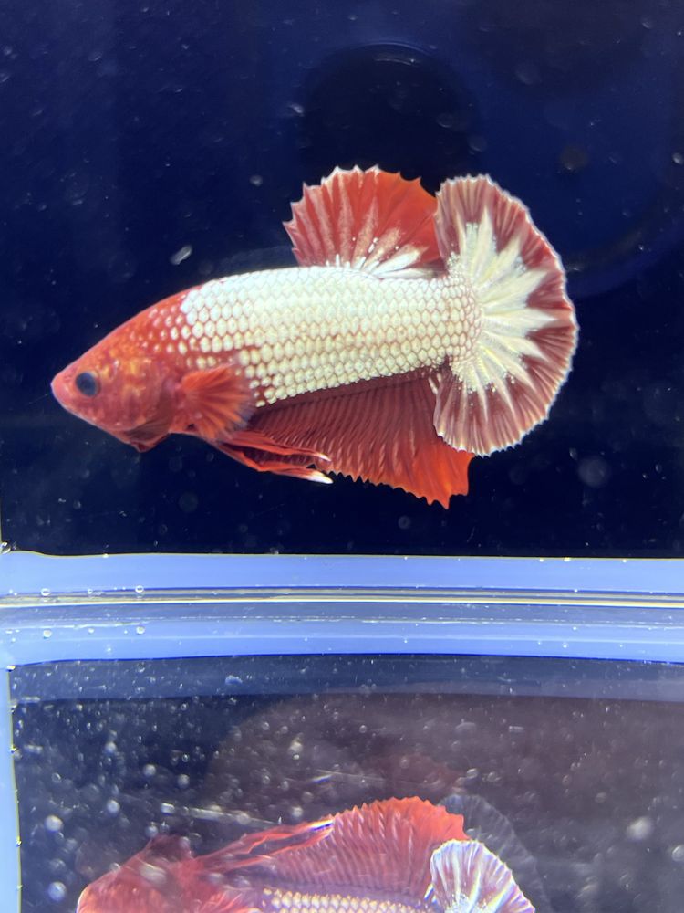 Betta HellBoy Red MASON