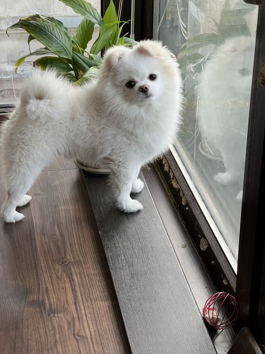 Ищем девушку для любви, миник , очень красивый, игрывый, умный.