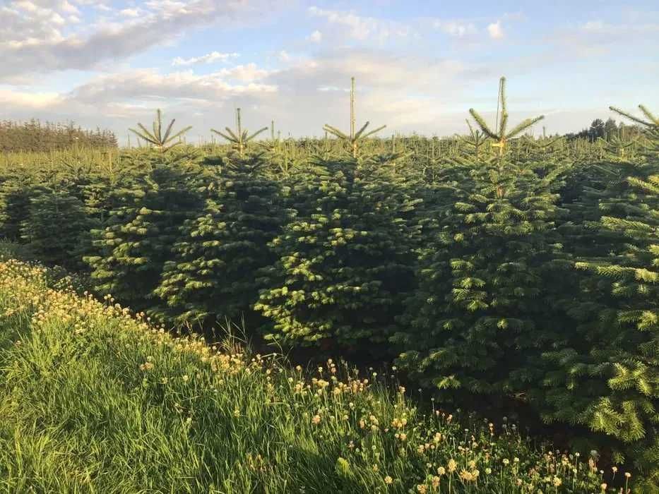 Jodła kaukaska z Dani Dania H.U.R.T, piękne choinki