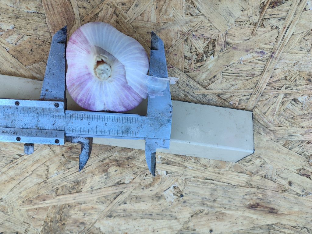 Продам чеснок, сорт любаша