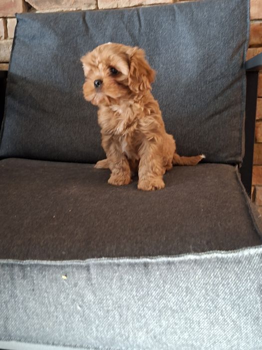 Cavapoo piesek pudel cavalier