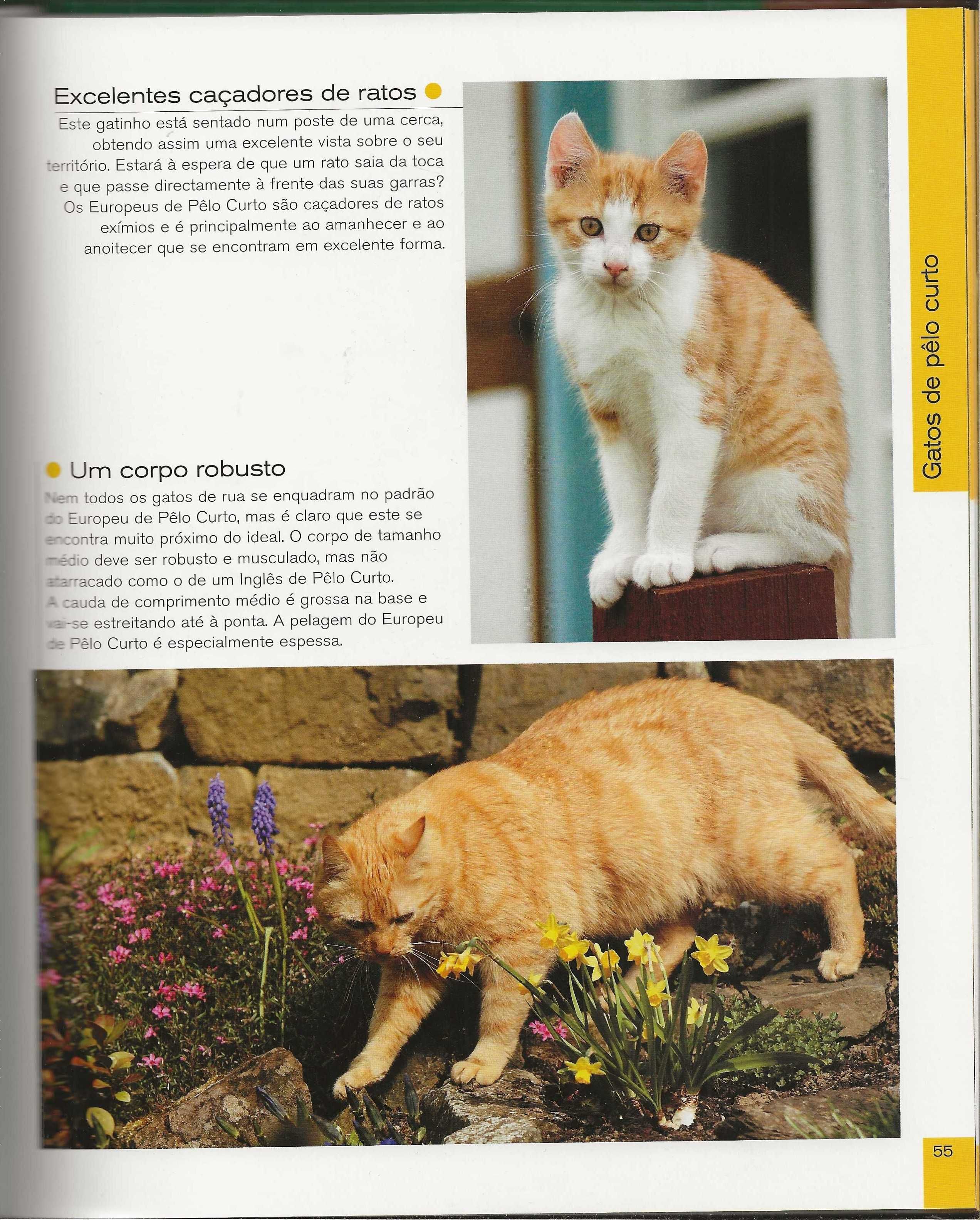 Gatos: Caçadores Elegantes Com Patas De Veludo