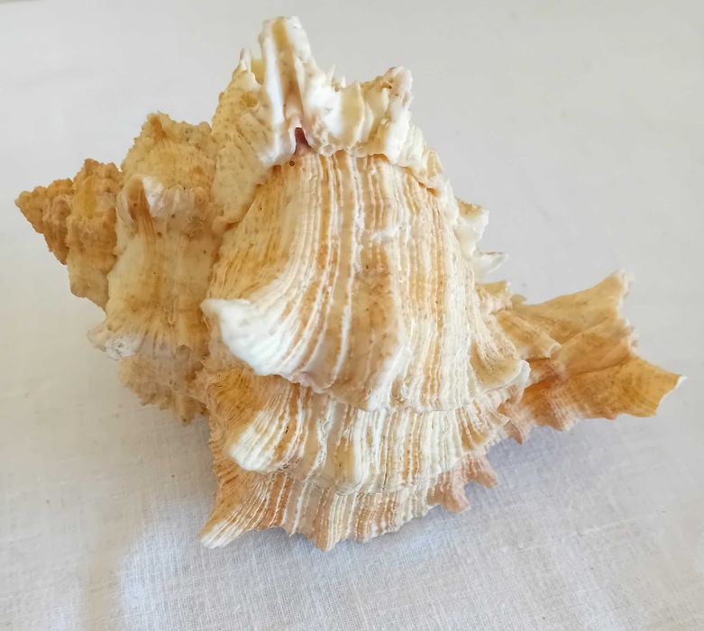 Concha natural do mar variedade Murex