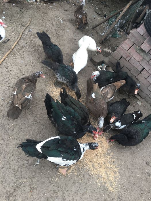 Kaczki piżmowe francuskie