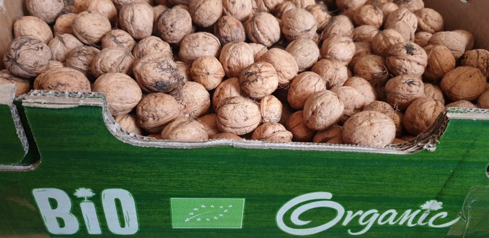 Orzechy włoskie 10kg ekologiczne