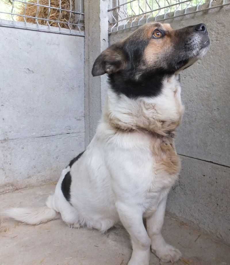 MAJTEK pies niski, biały w ciemne plamy, do adopcji