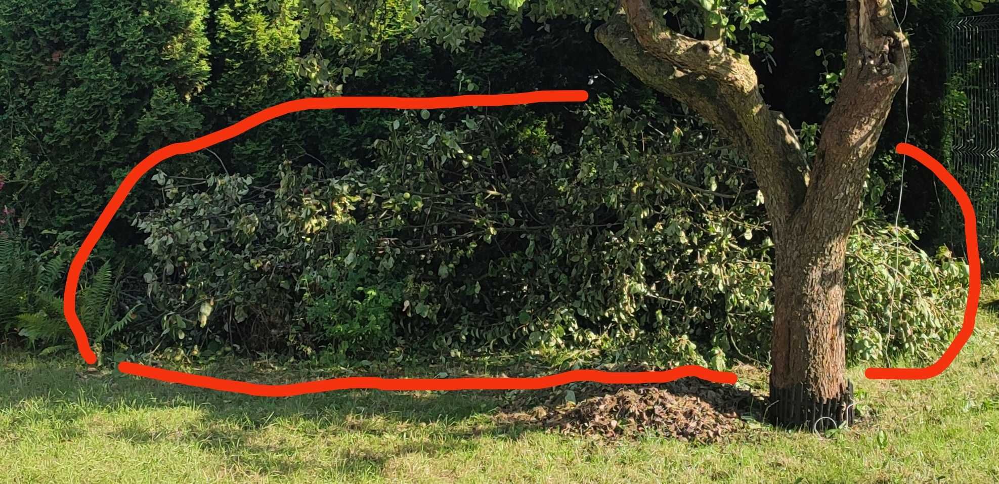 Drzewo Gałęzie śliwa grusza jabłoń