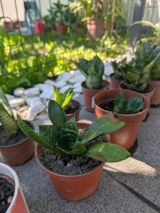 Plantas Espadas de São Jorge mini