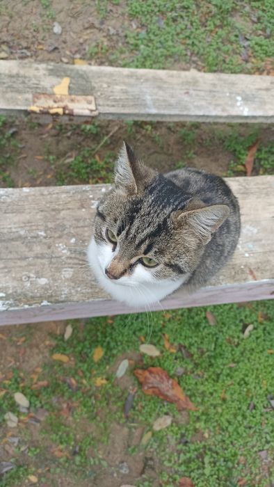 Ищу маму с папой)семью хороших добрых людей