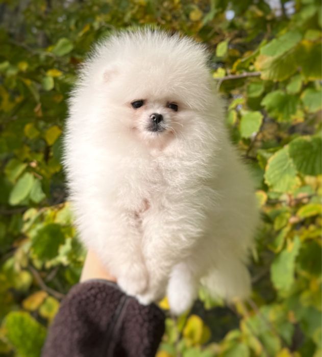 Pomeranian Szpic miniaturowy Samiec Gotowy do zmiany Domu Zkwp FCI XXS