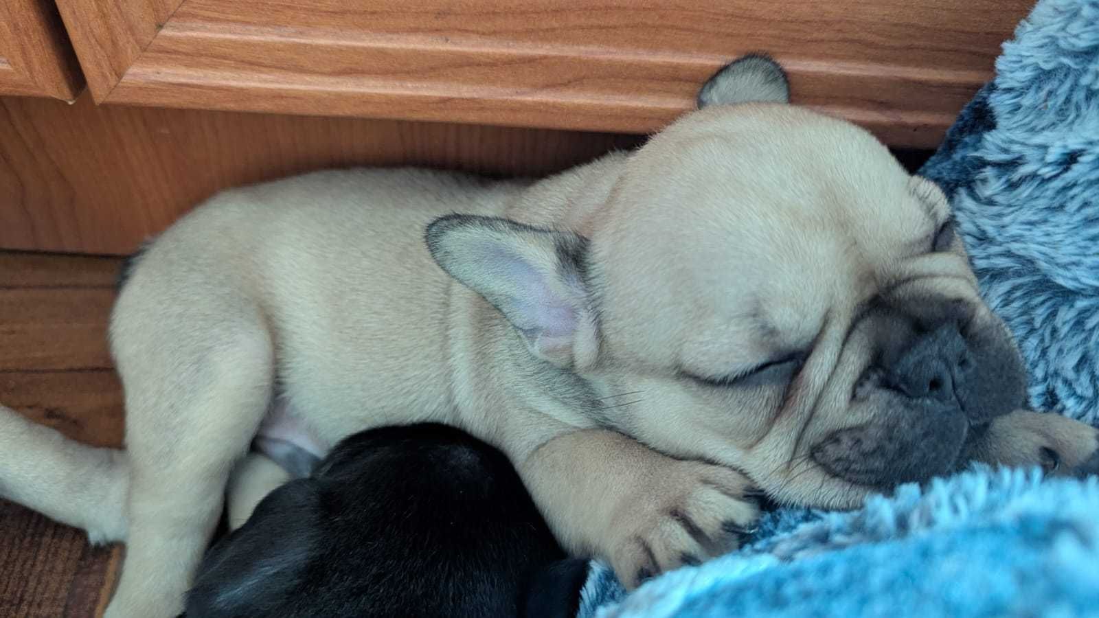 Bulldog francês irrepreensível
