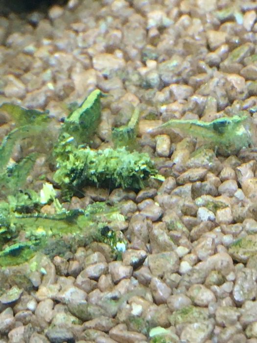 Krewetki green jade