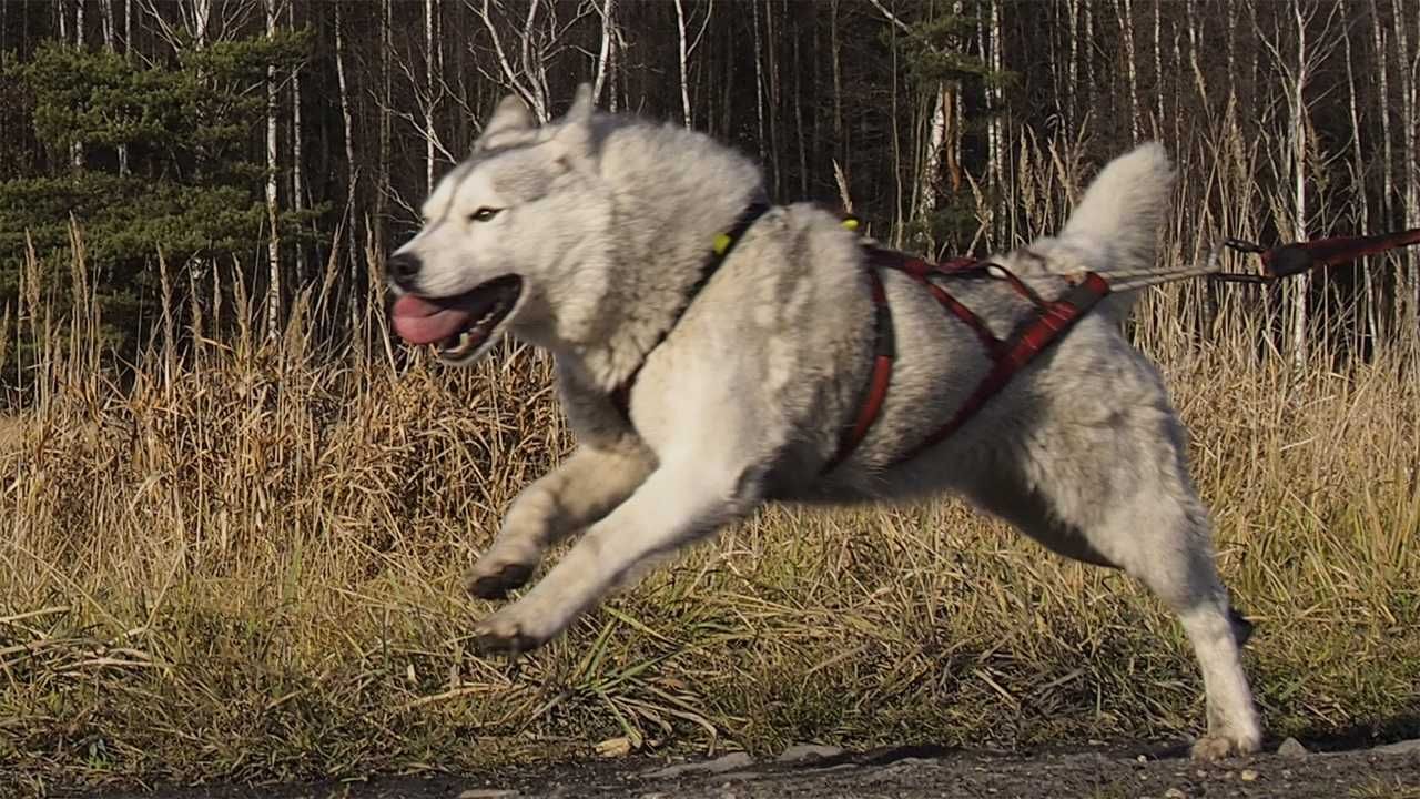 HIFICA CROSSRACE RHI PA SM Uprząż/Szelki HardDog Race na Miarę dla Psa