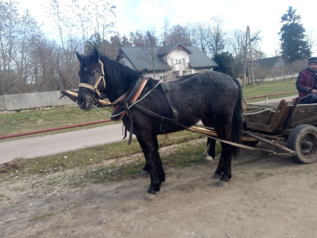 Sprzedam klacz pogrubiana zaprzegana