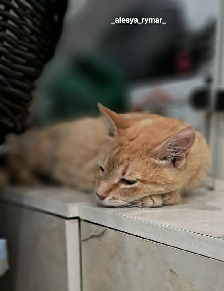 Руді кошенята , хлопці та дівчата 2міс , мама 1 рік стер