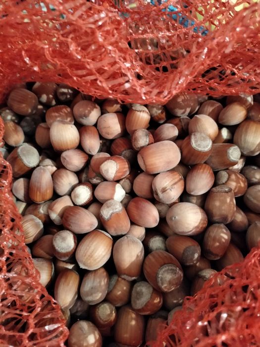 Продам Горіхи ліщини