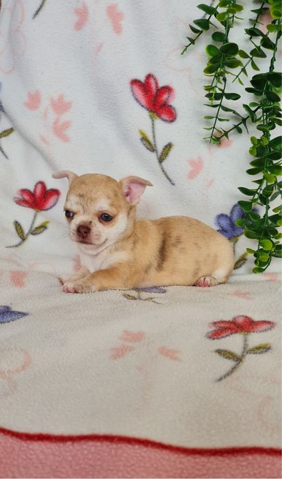 Excelente menina mini chihuahua/chiuaua linhagem Russa.Qualid