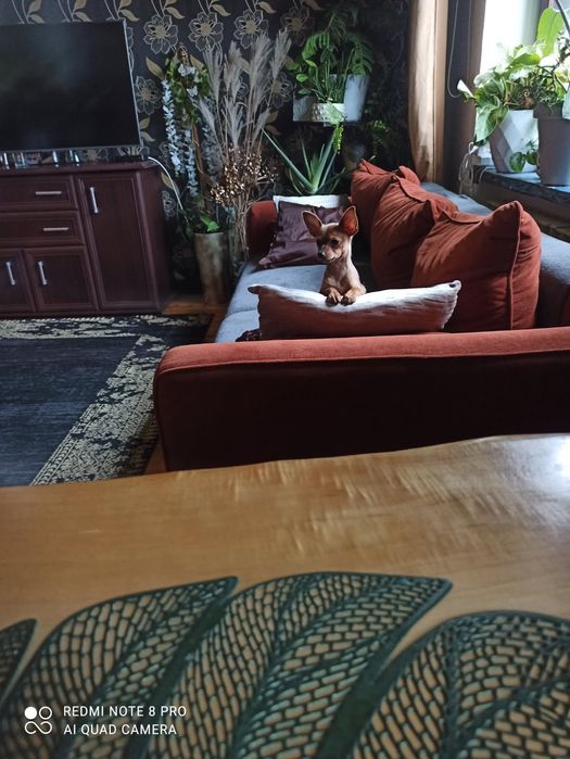 Pinczer miniaturowy xxs Szczeniak, Piesek