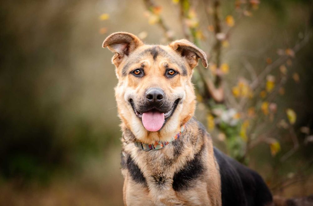 Młodziutki Magnus, wesoł, przyjazny owczarek