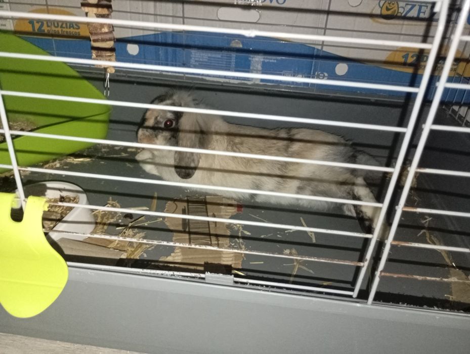 Pet doméstico coelho raça rara de valor entre 50-100€