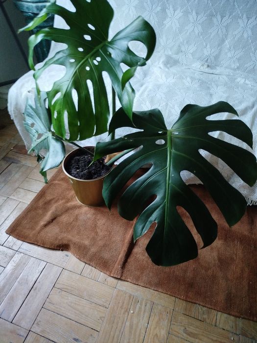 Planta natural monstera costela de Adão