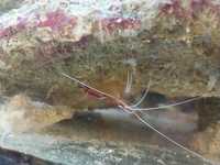 Akwarium morskie- Lysmata amboinensis