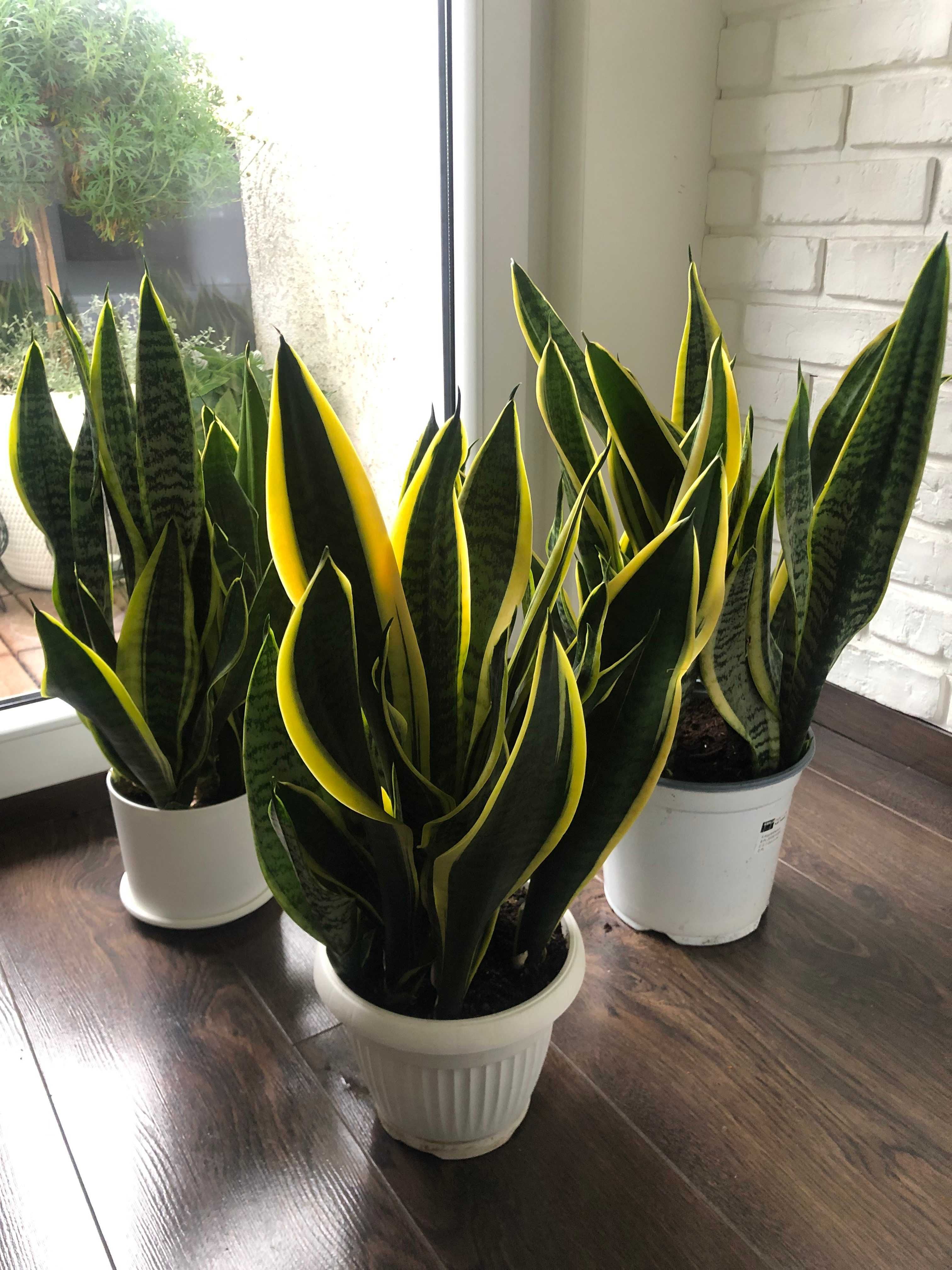 Sansevieria LAURENTII (inaczej wężownice, języki teściowej)