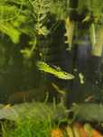 Endler Tiger yellow