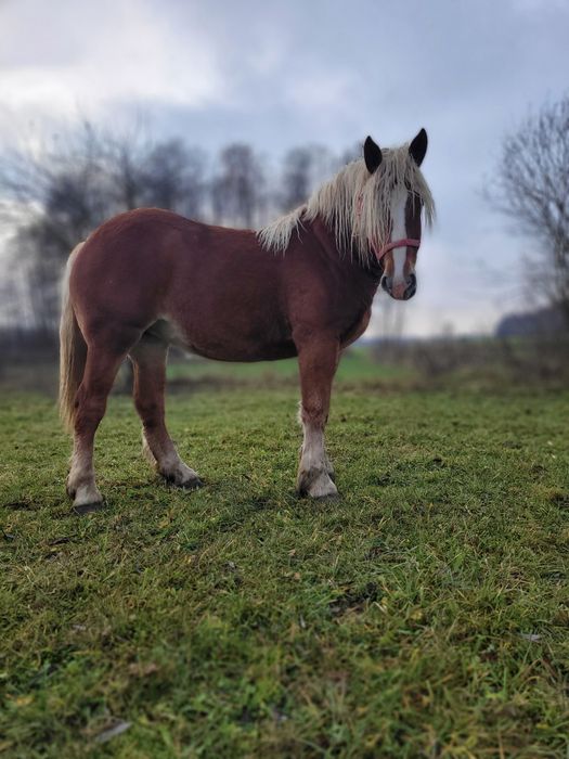 Sprzedam klacz kasztankę 1 rok i 6 miesięcy